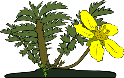 clip art clipart svg 花朵 nature plant flowers outline wild 剪贴画 植物