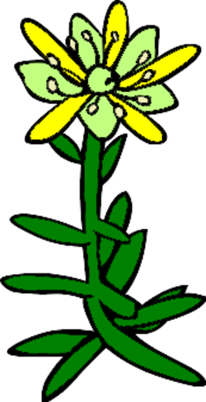 clip art clipart svg color 花朵 nature plant flowers outline 剪贴画 颜色 植物