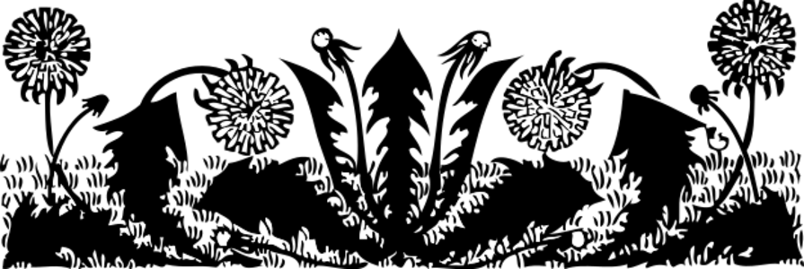 clip art clipart svg 花朵 plant public domain blossom black and white decorative project runeberg dandelion 剪贴画 黑白 植物