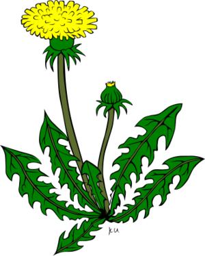 clip art clipart svg 花朵 nature plant yellow flowers season outline dandelion spring 剪贴画 季节 黄色 植物 春天 春季