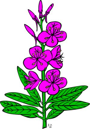 clip art clipart svg 花朵 nature plant flowers outline purple herb fireweed 剪贴画 植物 紫色