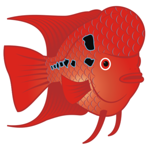 clip art clipart image svg red 花朵 public domain 动物 media fish water png aquarium flowerhorn cichlid how i did it 剪贴画 红色 水 多媒体