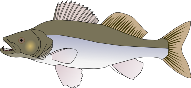 clip art clipart svg nature public domain 动物 animals cartoon fish water sea ocean sander 剪贴画 卡通 海洋 水