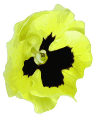 clip art clipart svg black 花朵 nature pansy plant public domain yellow blossom traced 剪贴画 黑色 黄色 植物