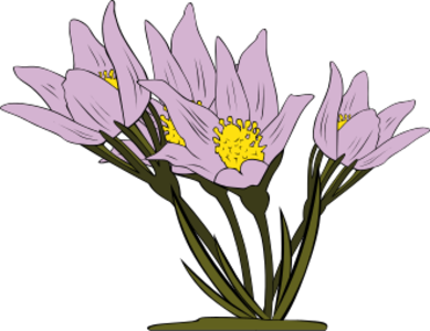 clip art clipart svg color 花朵 nature plant colors outline floral crocus wild 剪贴画 颜色 植物 彩色