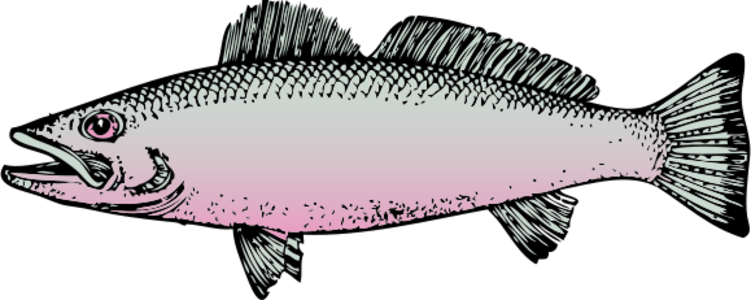 clip art clipart svg 食物 public domain 动物 fish river sea ocean 剪贴画 海洋