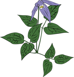 clip art clipart svg 花朵 nature plant flowers outline wild 剪贴画 植物