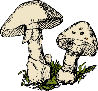 clip art clipart svg color 食物 forest fungi mushroom 剪贴画 颜色
