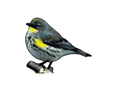 svg color nature 动物 bird animals colors outdoors warbler wildlife 颜色 彩色 鸟