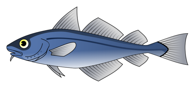 clip art clipart svg 食物 blue public domain 动物 fish water sea ocean eye cod codfish 剪贴画 蓝色 海洋 水