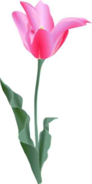clip art clipart svg garden openclipart green 花朵 nature plant photorealistic pink stem petals florist tulip 剪贴画 绿色 草绿 植物 粉红 粉红色 花园