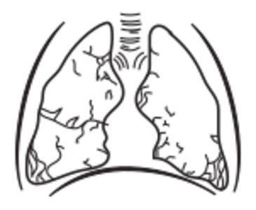 clip art clipart svg openclipart black drawing white medicine part biology body human lungs lung breathing 剪贴画 黑色 白色 人类 人
