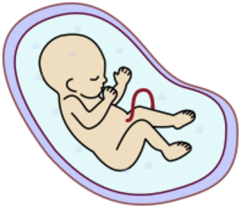 clip art clipart svg openclipart color silhouette child medical health infant human development pregnant pregnancy embryo fetus womb 剪贴画 颜色 剪影 人类 人 小孩 儿童