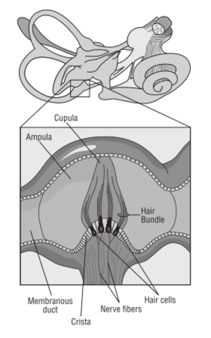 clip art clipart svg openclipart 人物 medicine science body human diagram cell cells organ brain receptor nervous system sence 剪贴画 人类 人