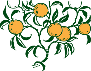 clip art clipart svg openclipart green 食物 branch fruit cut juice orange fresh vitamines half tropic 剪贴画 绿色 草绿 橙色 水果