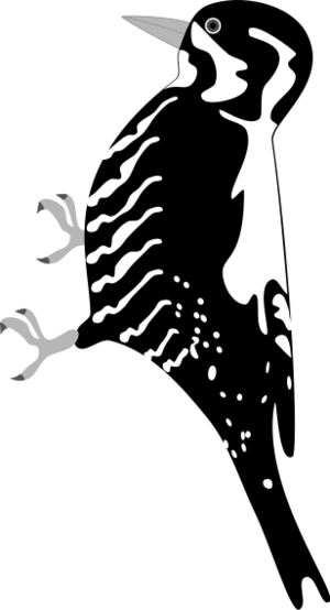 clip art clipart svg openclipart black nature 动物 bird birds animals drawing white woodpecker eviroment 剪贴画 黑色 白色 鸟