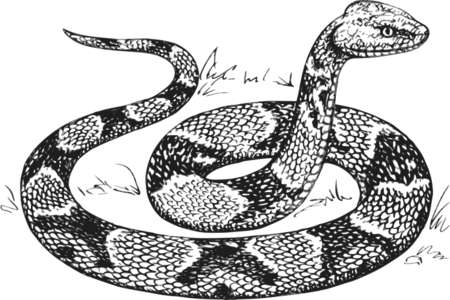 clip art clipart svg 动物 line art black and white outline reptile snake biology zoology copperhead 剪贴画 线描 线条画 黑白