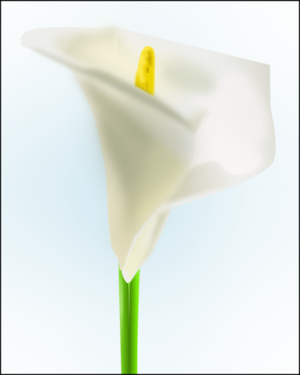 clip art clipart image svg openclipart green 花朵 plant white photorealistic biology lily stem lilly florist botanics 剪贴画 绿色 草绿 白色 植物