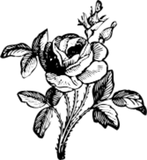 clip art clipart svg garden openclipart black 花朵 plant drawing white rose petal stem petals florist spines calligraphic 剪贴画 黑色 白色 植物 花园