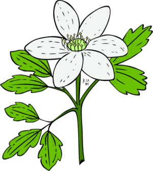 clip art clipart svg 花朵 nature plant flowers outline anemone 剪贴画 植物