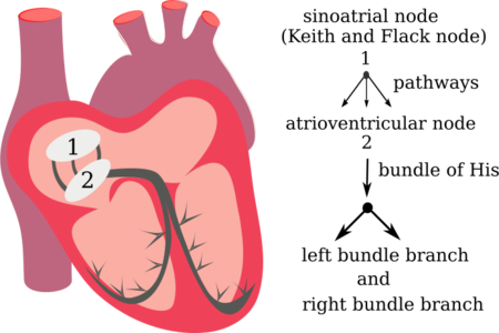 clip art clipart svg openclipart red color photo medicine scheme electricity heart system electrical diagram anatomy cardiac conducting medical illustration physiology cardiovascular transmission 剪贴画 颜色 红色 心形 心脏