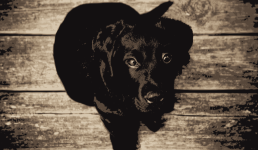 clip art clipart svg openclipart black color 动物 mammal dog pet puppy ears paws lab ear friend bark retriever beagle 剪贴画 颜色 黑色 宠物 哺乳类动物 狗