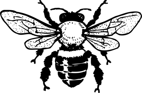 clip art clipart svg openclipart black 动物 fly flying white 图标 insect sign symbol bug beetle pictogram flight legs gnome bee crawl virus honeybee honey honey bee 剪贴画 符号 标志 黑色 白色 飞行