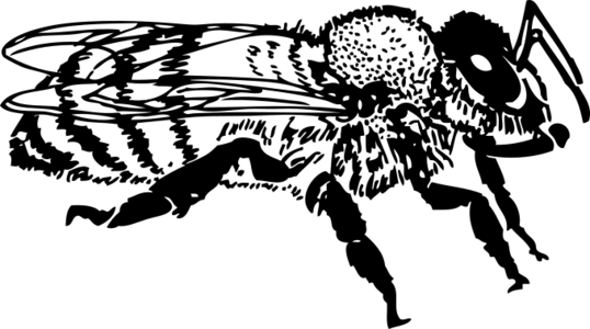 clip art clipart svg openclipart black 动物 fly flying white 图标 insect sign symbol bug beetle pictogram flight legs gnome bee crawl virus honeybee honey honey bee worker bee 剪贴画 符号 标志 黑色 白色 飞行