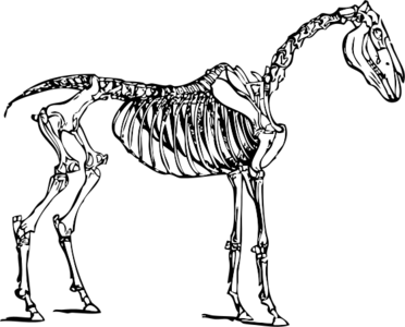 clip art clipart svg openclipart black 动物 white 图标 mammal sign symbol skeleton bones poultry horse anatomy structure bone horse skeleton 剪贴画 符号 标志 黑色 白色 哺乳类动物