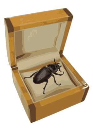 clip art clipart svg openclipart color 动物 insect box beetle san sand box 剪贴画 颜色