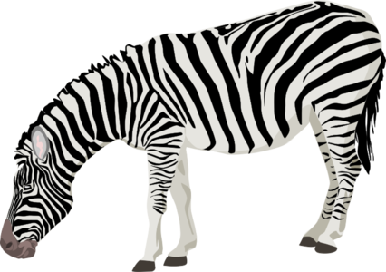 clip art clipart svg openclipart black color nature 动物 white zoo horse zebra 剪贴画 颜色 黑色 白色