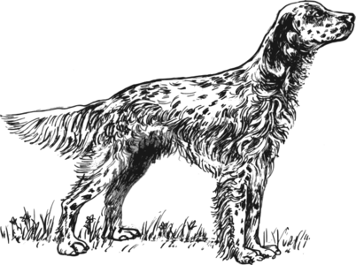 clip art clipart svg openclipart 动物 line art mammal contour zoology dog pet greyscale english barking bark dog breed setter 剪贴画 线描 线条画 宠物 轮廓 哺乳类动物 狗