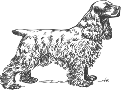 clip art clipart svg openclipart 动物 line art mammal contour zoology dog pet greyscale barking bark dog breed spaniel cocker 剪贴画 线描 线条画 宠物 轮廓 哺乳类动物 狗