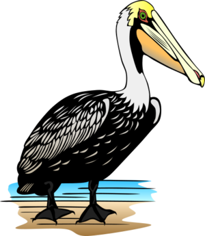 clip art clipart svg openclipart color 动物 bird fly pelican birds zoo 剪贴画 颜色 鸟 飞行