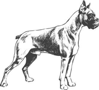 clip art clipart svg openclipart 动物 line art mammal zoology dog guard pet boxer greyscale bark breed 剪贴画 线描 线条画 宠物 哺乳类动物 狗
